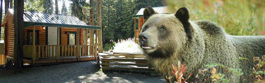 Grizzly bear near a cabin in Revelstoke British Colombia