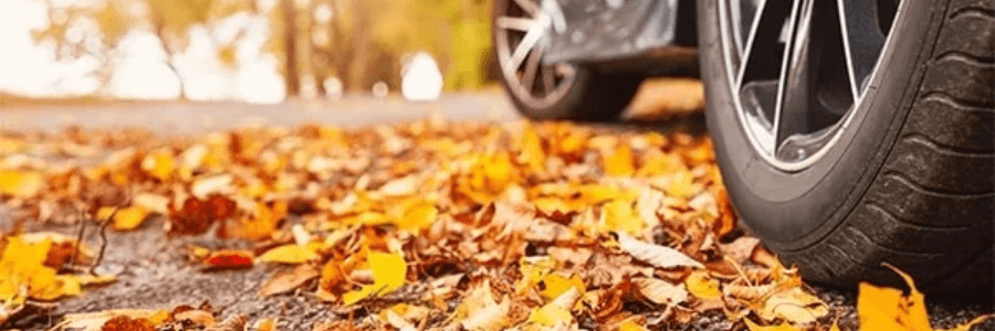 toyota fall