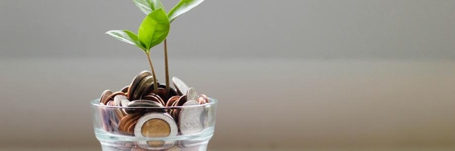 Plant growing out of money in a cup