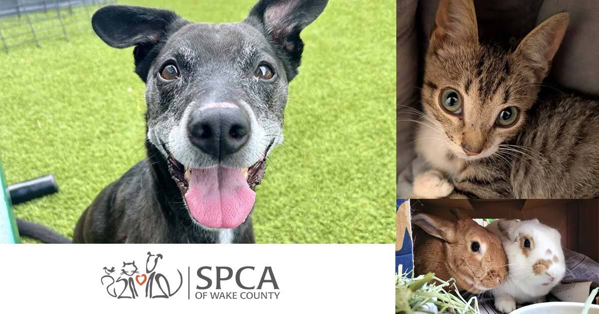 SPCA Adoption