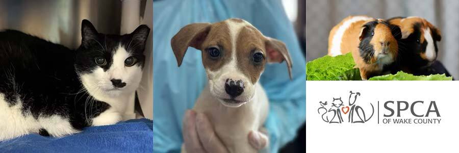 Featured Image Animals for adoption from Wake County SPCA