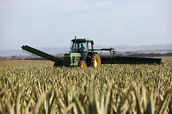 A green tractor drives through a golden field of grain