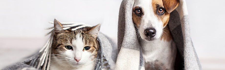 Pets under a blanket keeping warm