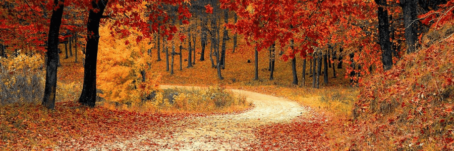 Beautiful fall landscape in the woods