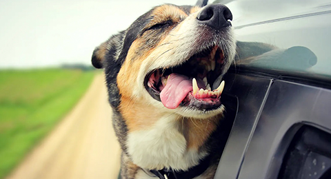 Toyota A/C Refresher Service 