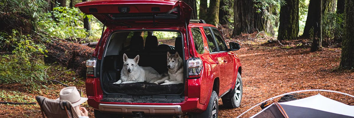 toyota 4runner exterior with dogs in the back
