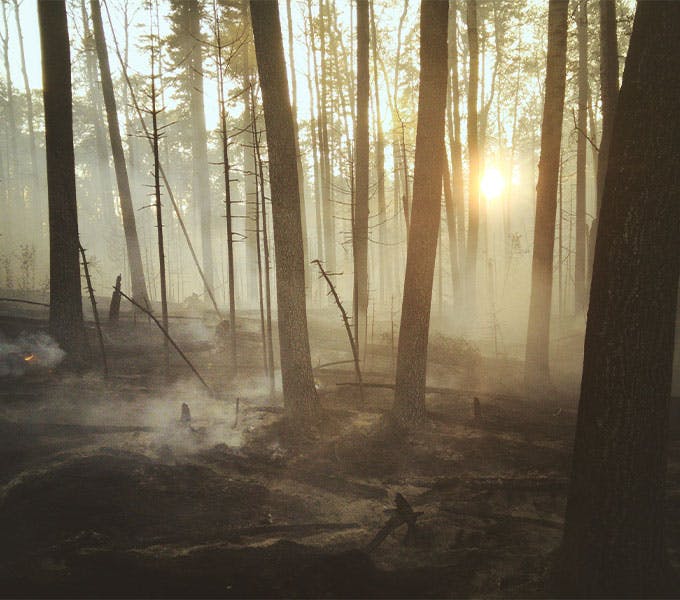 forest fire