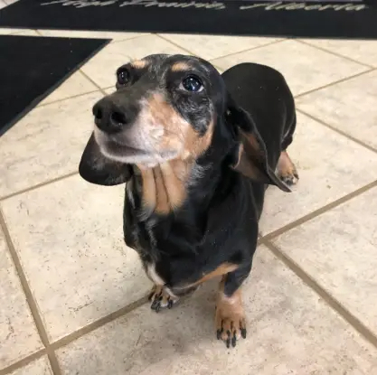 Mika The Dealership Dog - Staff & Customer Support Specialist